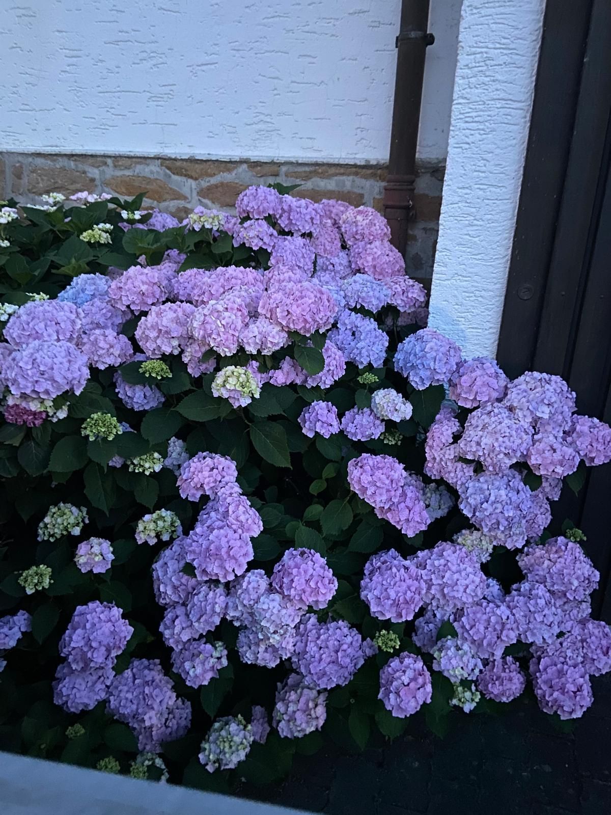 Gartenpflege im Herbst und Winterdienst in Solms - Adams Garten