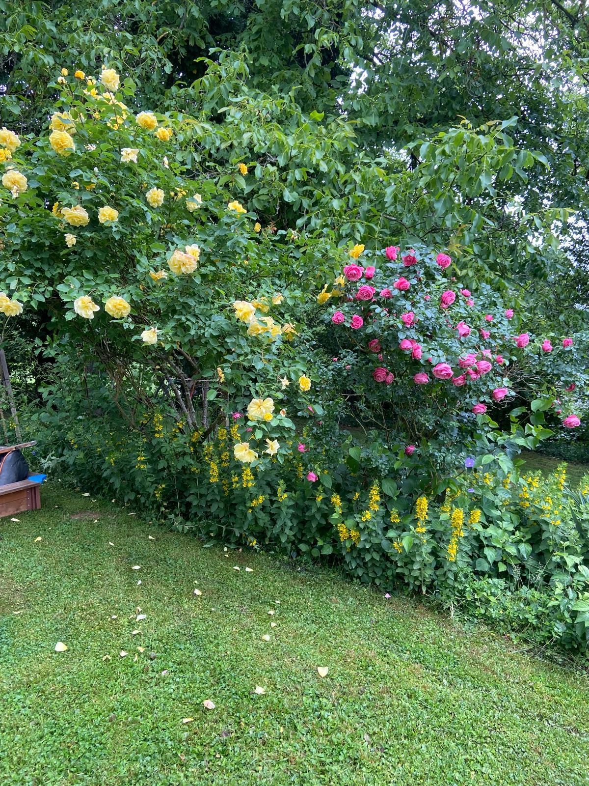 Moderne Außenanlagen mit Pflasterung in Haiger - Adams Garten